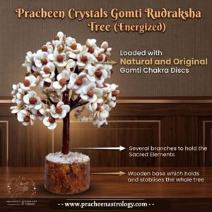 Pracheen Crystals Gomti Rudraksha Tree